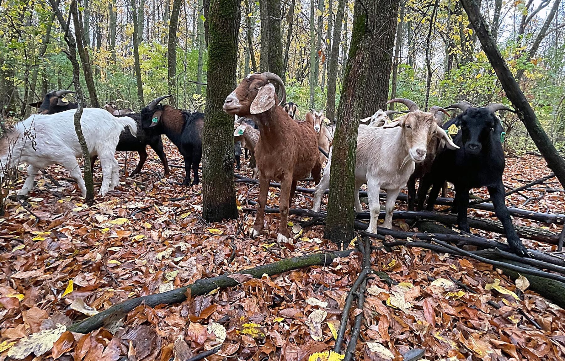 Goats 2